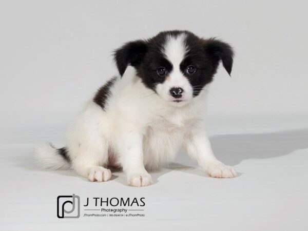 Papillon DOG Female Black / White 17850 Petland Topeka, Kansas