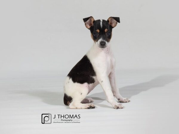 Rat Terrier-DOG-Female--17848-Petland Topeka, Kansas