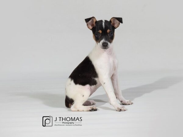 Rat Terrier DOG Female 17848 Petland Topeka, Kansas