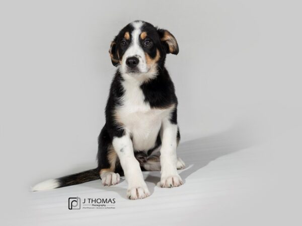 Border Collie/Blue Healer DOG Male 17846 Petland Topeka, Kansas