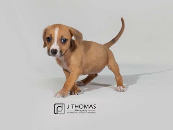 Dachshund / Beagle DOG Female 17845 Petland Topeka, Kansas