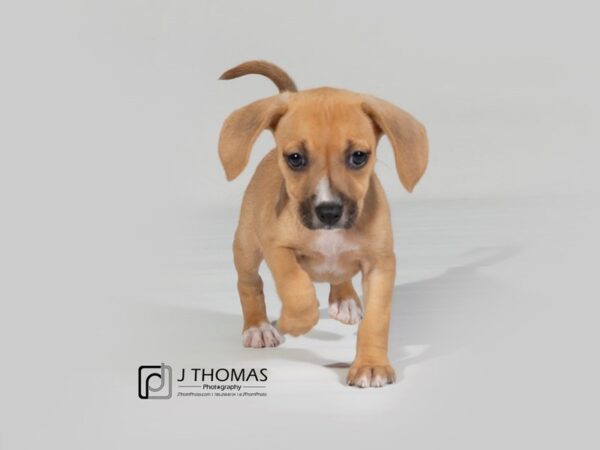 Dachshund / Beagle-DOG-Female--17844-Petland Topeka, Kansas