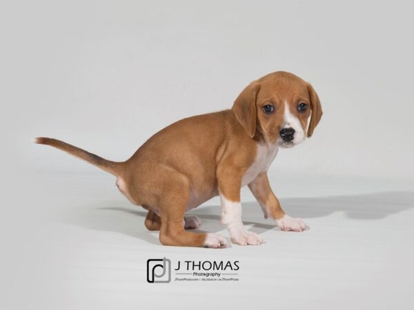 Dachshund / Beagle DOG Male 17843 Petland Topeka, Kansas