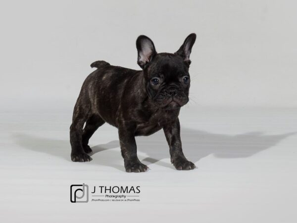 French Bulldog DOG Female 17842 Petland Topeka, Kansas