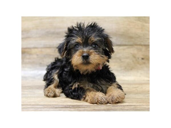 Yorkshire Terrier DOG Female Black / Tan 17858 Petland Topeka, Kansas