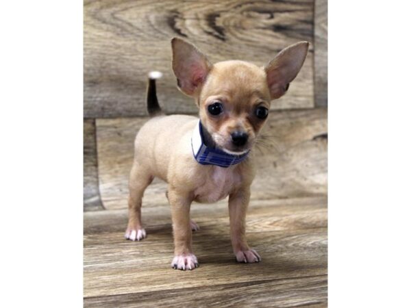 Chihuahua-DOG-Female-Fawn-17856-Petland Topeka, Kansas