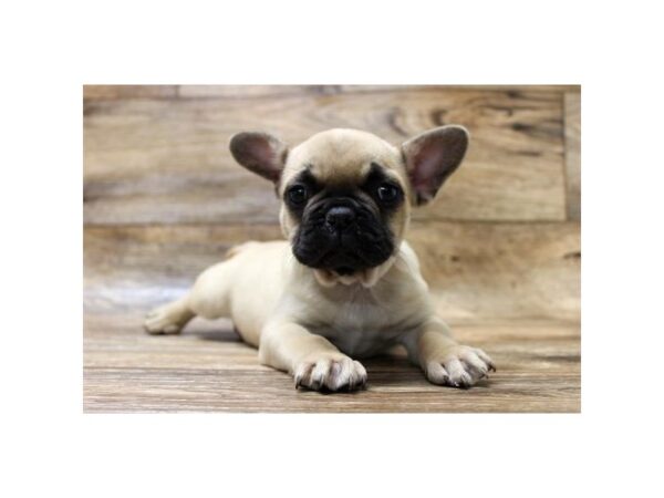 French Bulldog-DOG-Female-Fawn-17857-Petland Topeka, Kansas