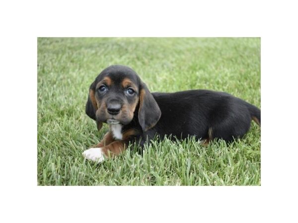 Basset Hound DOG Female Tri-Colored 17863 Petland Topeka, Kansas