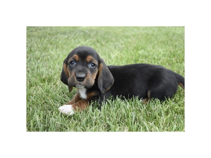 Basset Hound-DOG-Female-Tri-Colored-2758165-Petland Topeka, Kansas