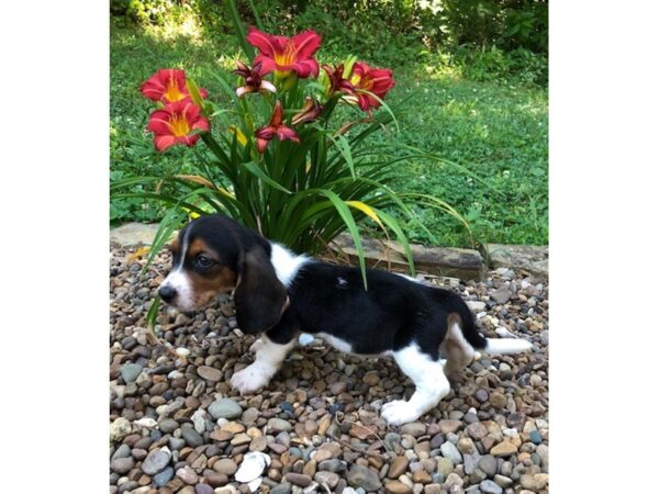 Basset Hound DOG Female Black White / Brown 17878 Petland Topeka, Kansas