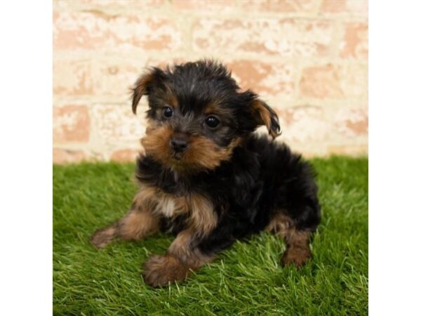 Yorkshire Terrier DOG Female Black / Gold 17883 Petland Topeka, Kansas