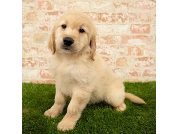 Golden Retriever DOG Male Golden 17881 Petland Topeka, Kansas