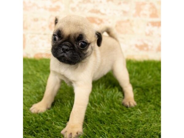 Pug DOG Female Fawn 17882 Petland Topeka, Kansas