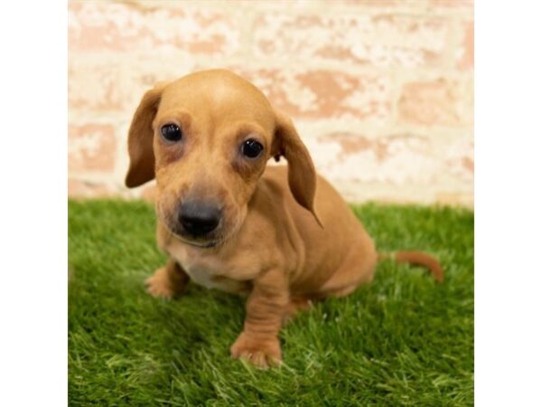 Dachshund DOG Female Red 17880 Petland Topeka, Kansas