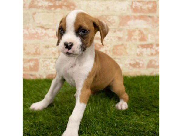 Boxer DOG Female Fawn 17879 Petland Topeka, Kansas