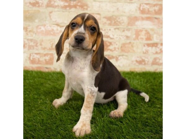 Beagle DOG Female Black Tan / White 17884 Petland Topeka, Kansas