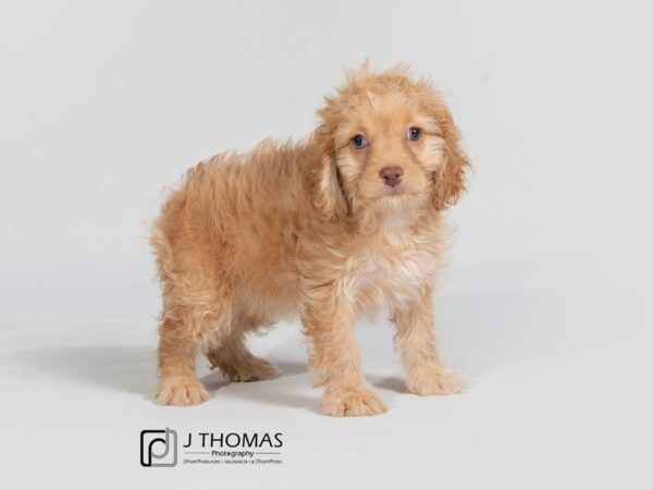 Cock A Poo DOG Female Apricot 17885 Petland Topeka, Kansas