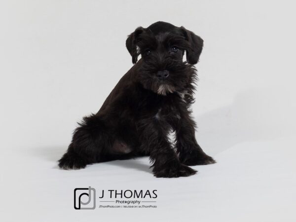 Miniature Schnauzer DOG Male 17877 Petland Topeka, Kansas