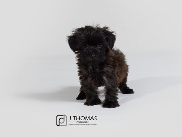 Yorkiepoo DOG Female 17874 Petland Topeka, Kansas