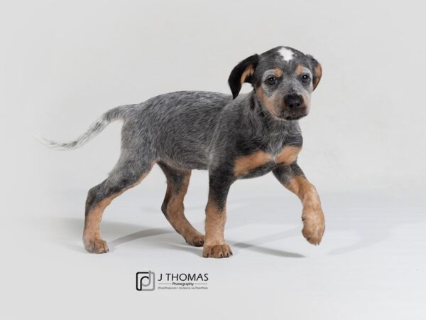 Blue Heeler Mix DOG Female 17873 Petland Topeka, Kansas