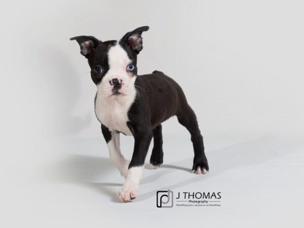 Boston Terrier DOG Female 17872 Petland Topeka, Kansas