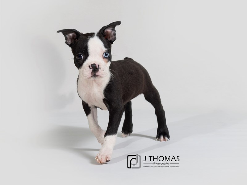 Boston Terrier-DOG-Female--2758632-Petland Topeka, Kansas