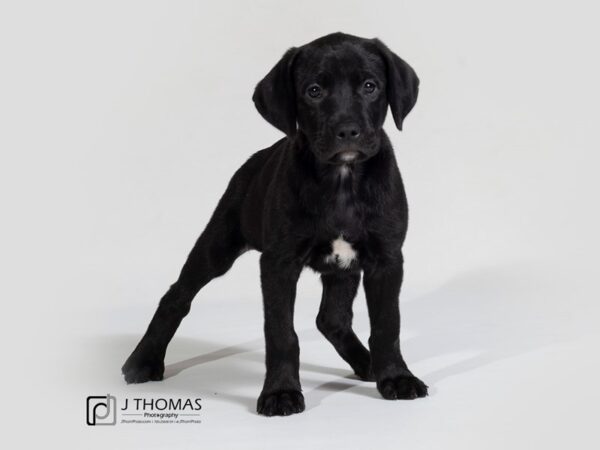 LabraDane (Labrador Retriever/Great Dane) DOG Female 17868 Petland Topeka, Kansas