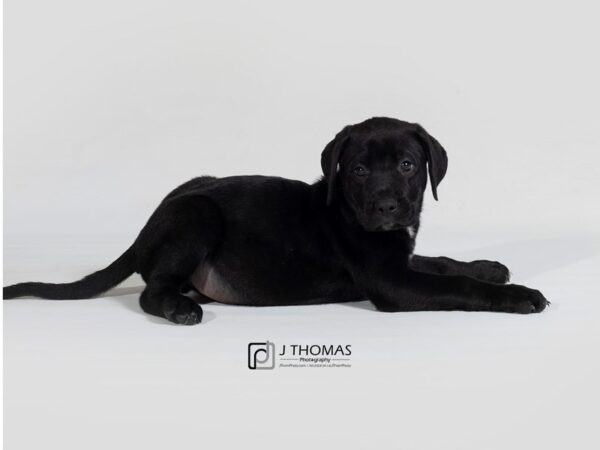 LabraDane (Labrador Retriever/Great Dane)-DOG-Male--17866-Petland Topeka, Kansas