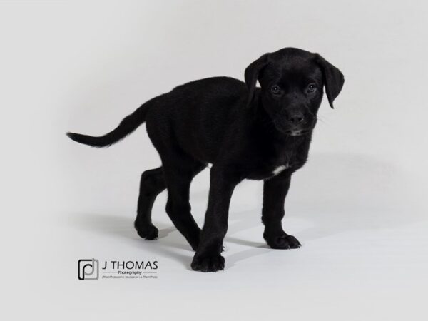 LabraDane (Labrador Retriever/Great Dane) DOG Male 17865 Petland Topeka, Kansas