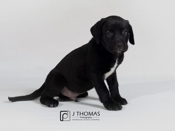 LabraDane (Labrador Retriever/Great Dane)-DOG-Male--17864-Petland Topeka, Kansas