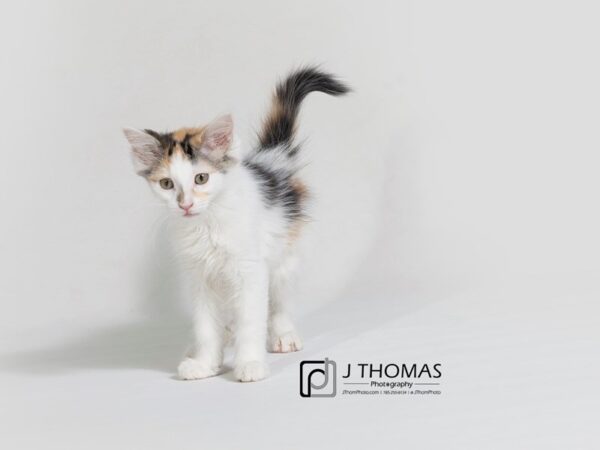 Domestic Long Hair-CAT-Female-Calico-17862-Petland Topeka, Kansas