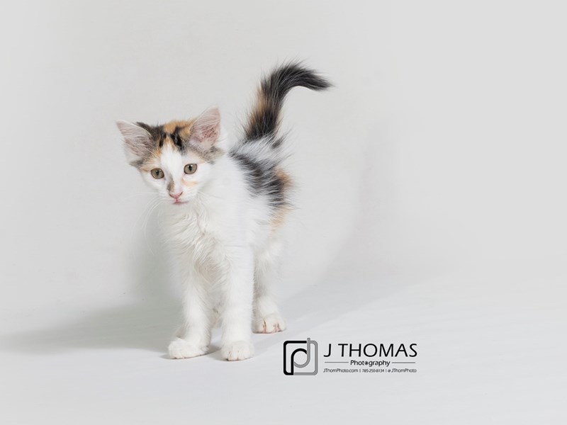 Domestic Long Hair-CAT-Female-Calico-2758244-Petland Topeka, Kansas