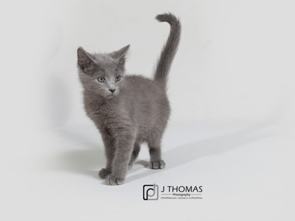 Domestic Long Hair-CAT-Male-Blue-17861-Petland Topeka, Kansas