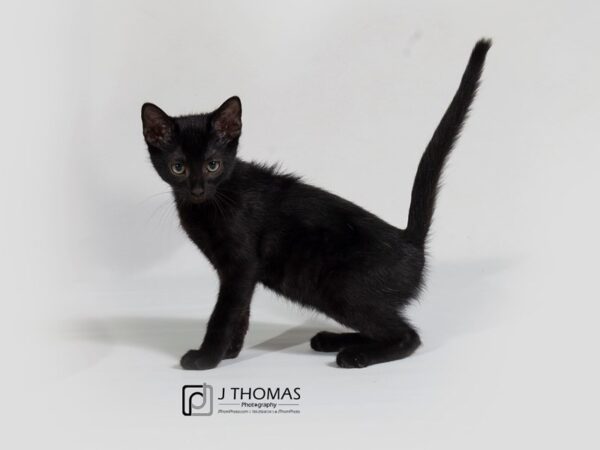 Domestic Short Hair-CAT-Male-Black Short Hair-17860-Petland Topeka, Kansas