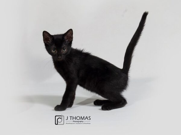 Domestic Short Hair CAT Male Black Short Hair 17860 Petland Topeka, Kansas