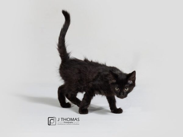 Domestic Long Hair CAT Male Black Sable 17859 Petland Topeka, Kansas