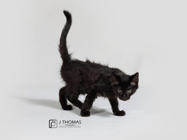 Domestic Long Hair-CAT-Male-Black Sable-17859-Petland Topeka, Kansas