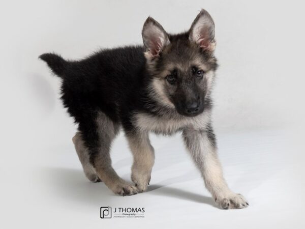 German Shepherd DOG Female Black and Tan 17827 Petland Topeka, Kansas