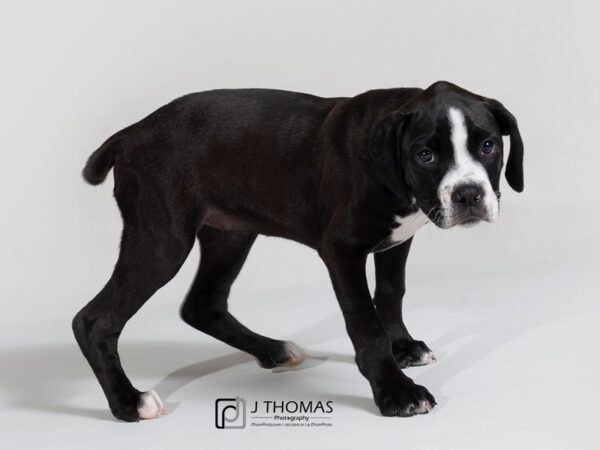 Great Dane-Boxer DOG Female Black 17826 Petland Topeka, Kansas