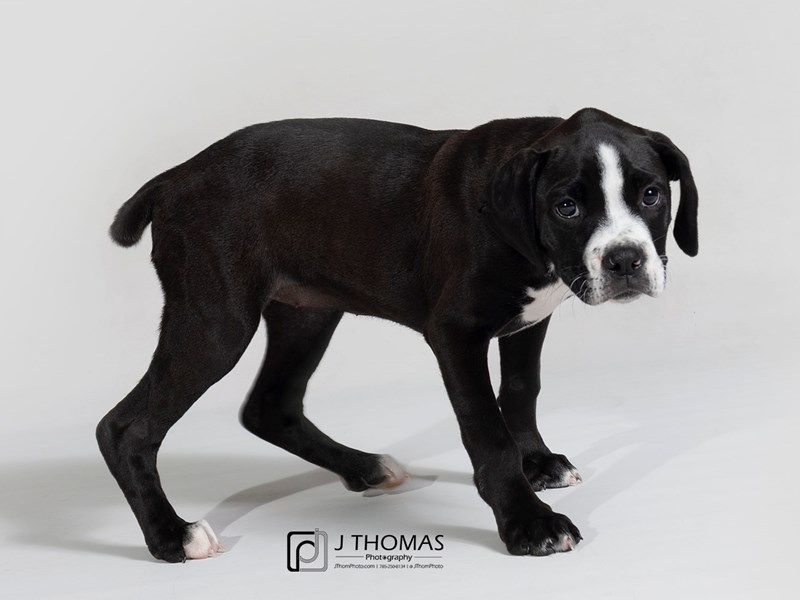 Great Dane-Boxer-DOG-Female-Black-2743350-Petland Topeka, Kansas
