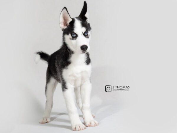 Siberian Husky DOG Male Black and White 17822 Petland Topeka, Kansas