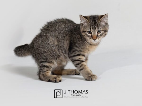 Domestic Short Hair-CAT-Male-Tabby-17814-Petland Topeka, Kansas