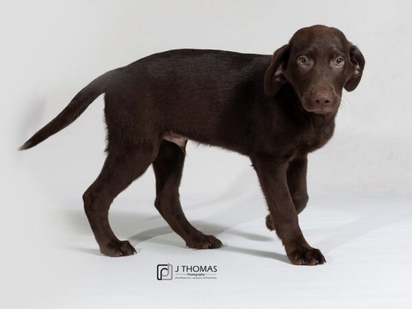 Labrador Retriever-DOG-Male-Chocolate-17805-Petland Topeka, Kansas
