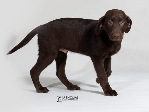 Labrador Retriever DOG Male Chocolate 17805 Petland Topeka, Kansas