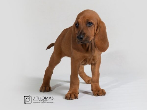 Bloodhound DOG Female 17871 Petland Topeka, Kansas