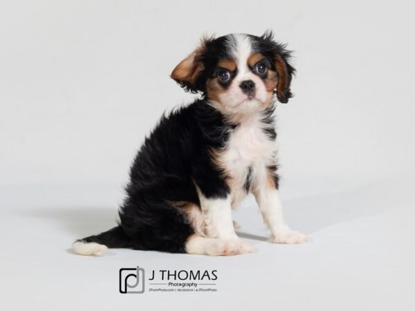 Cavalier King Charles Spaniel-DOG-Male-TriColor-17875-Petland Topeka, Kansas