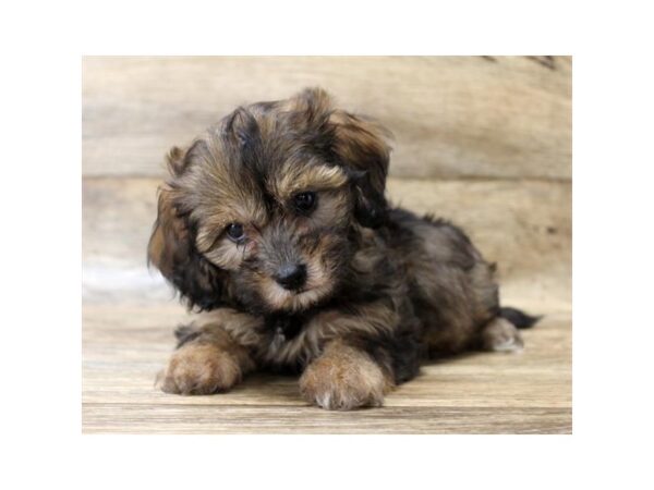 Lhasapoo DOG Female Red Sable 17889 Petland Topeka, Kansas