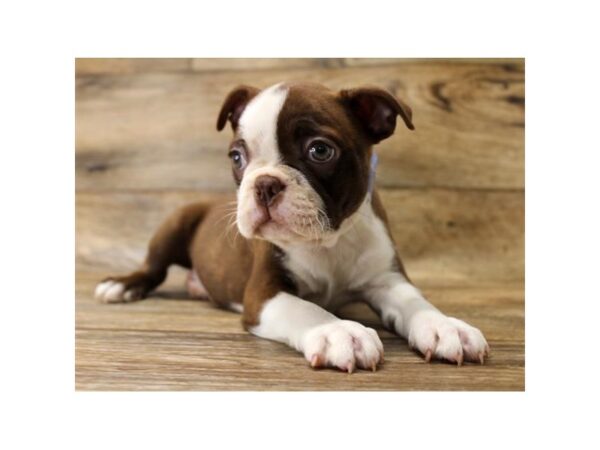 Boston Terrier DOG Male Seal / White 17887 Petland Topeka, Kansas