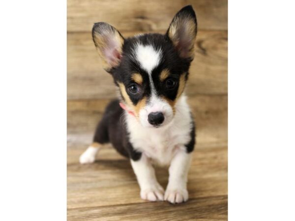 Pembroke Welsh Corgi DOG Female Black Tan / White 17888 Petland Topeka, Kansas