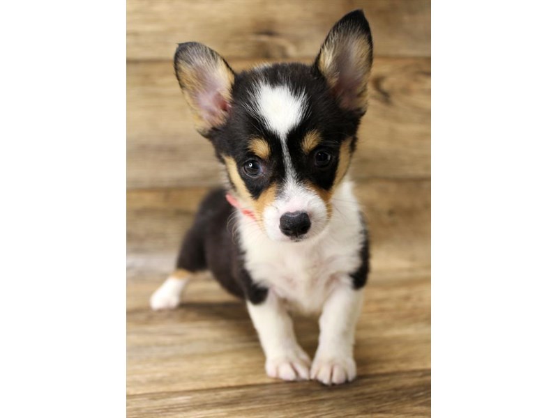 Pembroke Welsh Corgi Puppy Black Tan / White ID:17888 Located at ...
